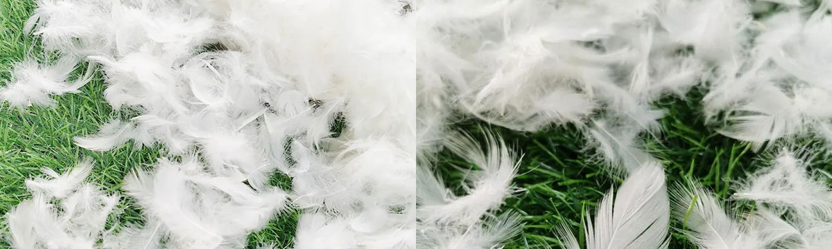 White Duck Feather